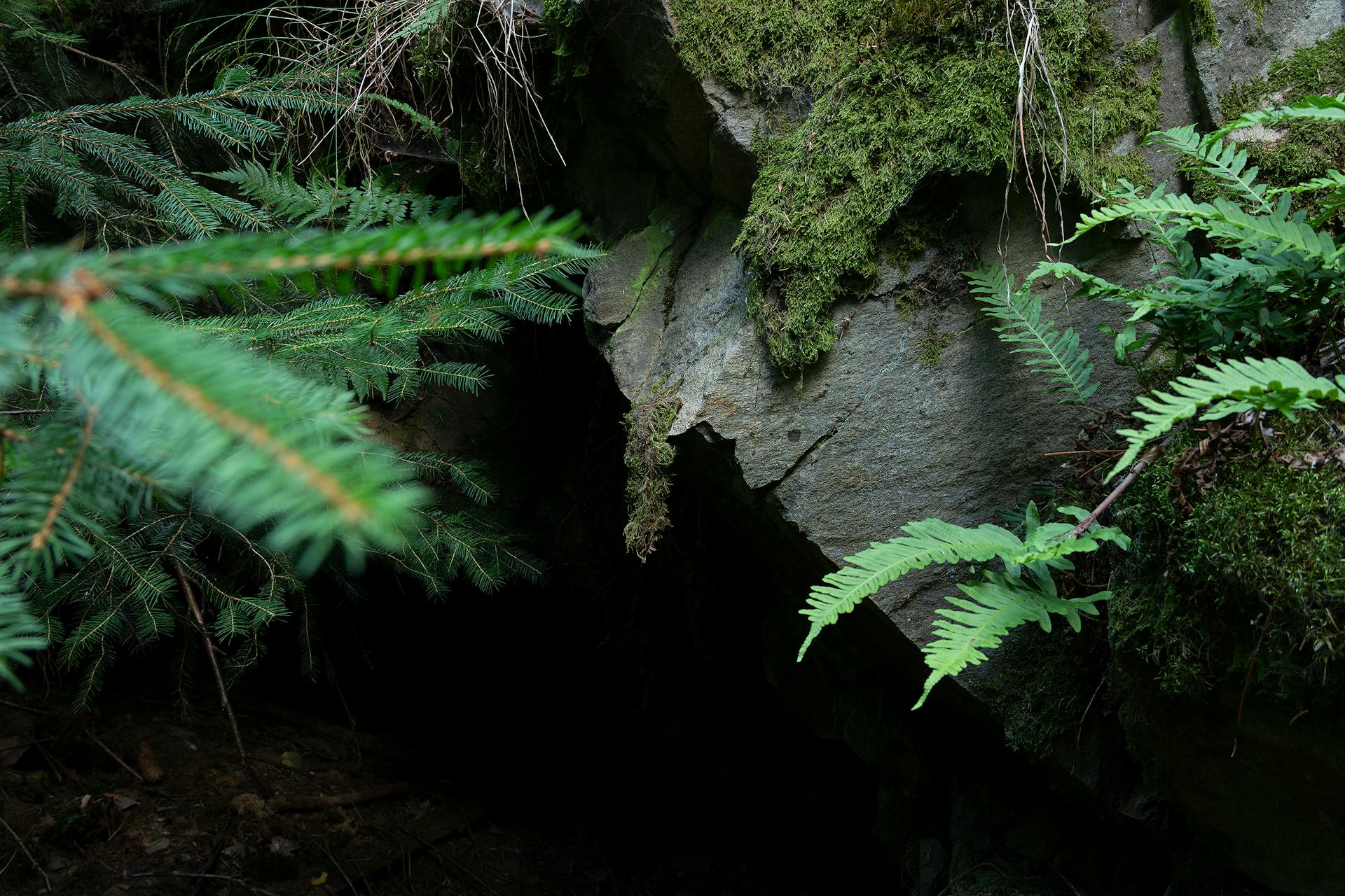 Mikael Root